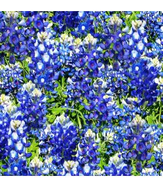 Bluebonnet Vinyl